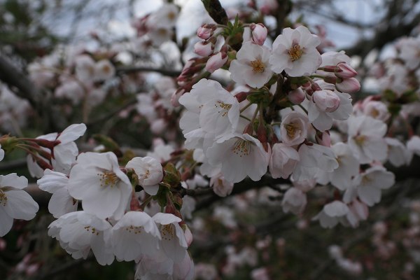 0423郡山の桜.jpg